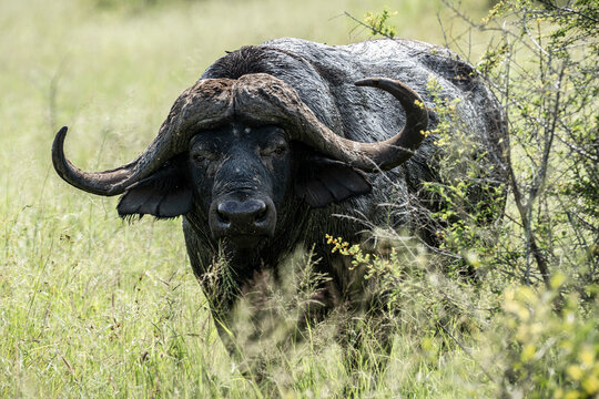 A buffalo standing in the bush in Kruger National Park, South Africa