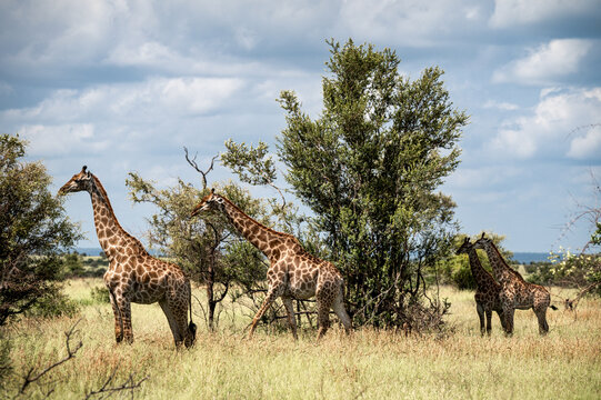 A group of giraffes in Kruger National Park, South Africa
