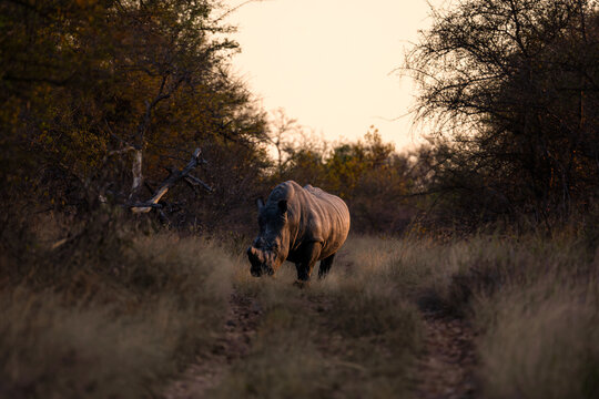 A white rhino in Ukhozi Nature Reserve, South Africa, South Africa at sunset
