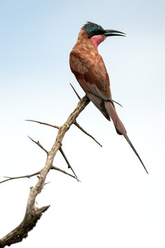 A Carmine Bee-Eater on a branch in Kruger National Park, South Africa
