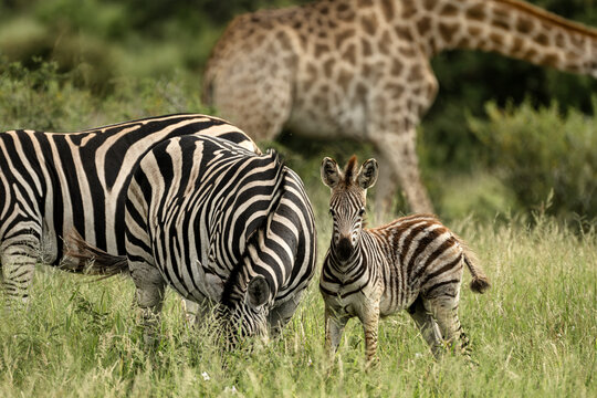 A family of zebras in Kruger National Park, South Africa
