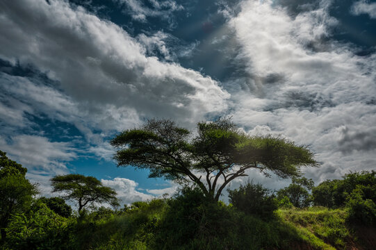 Natural vegetation in Kruger National Park, South Africa
