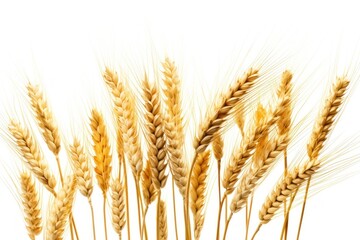 Golden Barley Wheat Plants wheat agriculture barley.