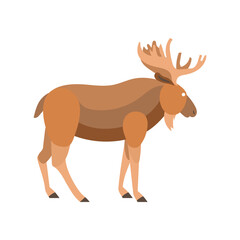 A brown moose with large antlers standing.