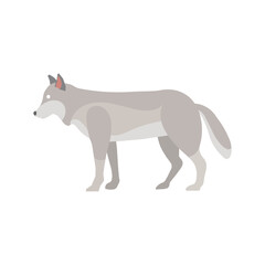 A grey wolf standing and looking forward.