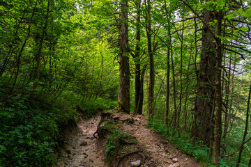 Fototapeta premium A hiking path through the Chiemgau forest on the way to the peak of the Kampenwand mountain