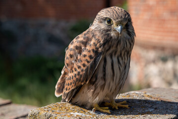 Common kestrel Falco tinnunculus bird sitting on a rock wall