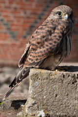 Common kestrel Falco tinnunculus bird sitting on a rock wall