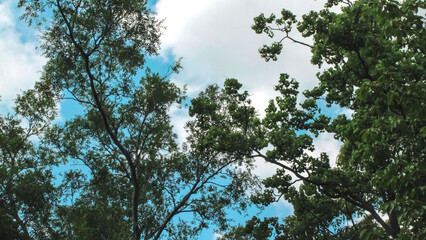 A perfect scene of the sky and trees.