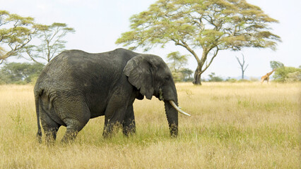 Fototapeta premium elephant-in-nature-animal-4k-wallpaper