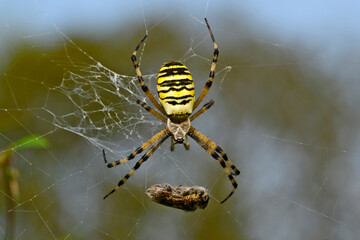 Wasp spider // Wespenspinne, Zebraspinne, Tigerspinne (Argiope bruennichi)
