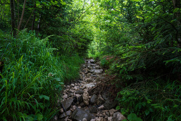 Obraz premium A hiking path through the Chiemgau forest on the way to the peak of the Kampenwand mountain