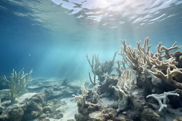 Gardinen Dead coral reef ocean sea underwater. © Rawpixel.com