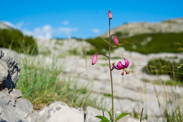 Lilium martagon on the mountain