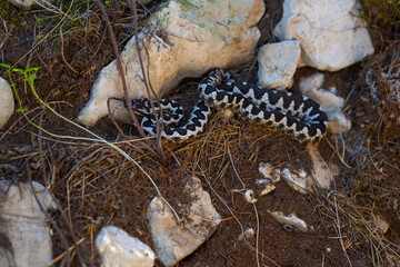 A viper snake in the dried grass next to a stone