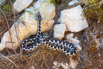 A viper snake in the dried grass next to a stone trying to reach the top of the stone