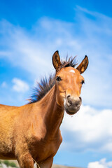 Fototapeta premium A curious little brown foal with blue cloudy background