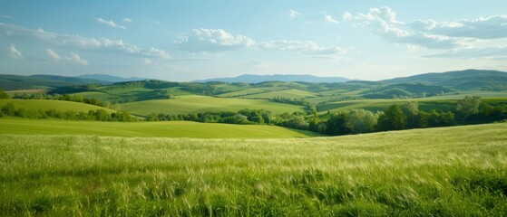 Obraz premium A green field with hills distantly lined, blue sky dotted with white clouds above, grassy foreground in soft focus
