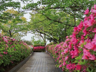 さつきが満開の公園
