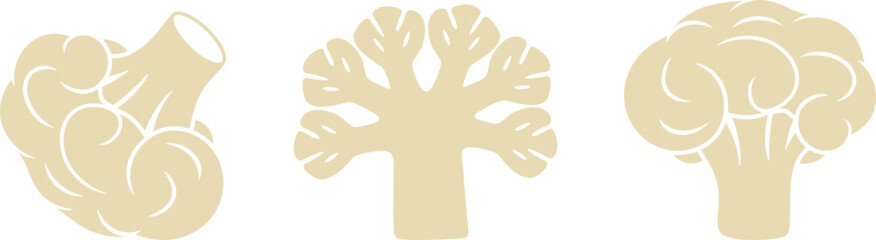 Obraz premium Cauliflower logo. Isolated cauliflower on white background