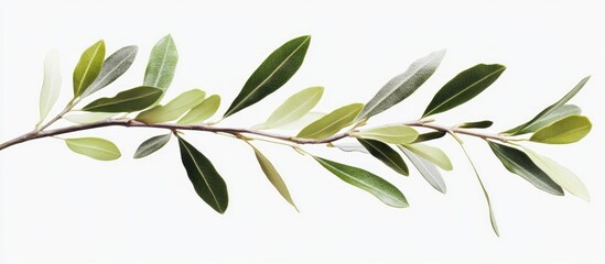 Olive Branch with Lush Green Foliage