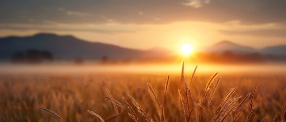  A field of tall grass with the sun setting in the distance Mountains loom in the background