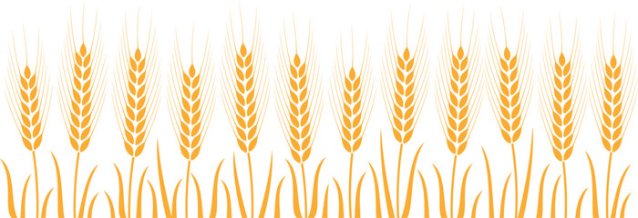 Field with wheat. Isolated wheat on white background