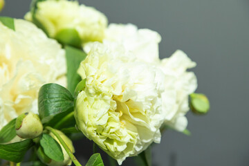 Obraz premium beautiful yellow peony Sunny Girl flower. Closeup. Blurred background