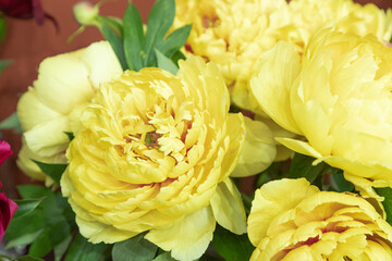 beautiful yellow peony Sonoma YeDo flower. Closeup. Blurred background