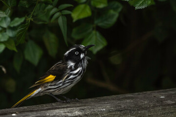 New Holland Honeyeater (Phylidonyris novaehollandiae), Narooma, NSW, March 2024