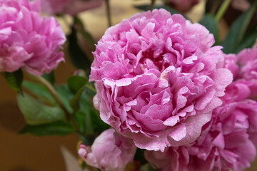 beautiful pink purple peony The Fawn flower. Closeup. Blurred background