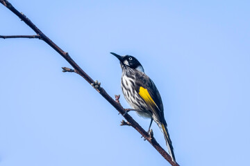 New Holland Honeyeater (Phylidonyris novaehollandiae), Narooma, NSW, March 2024