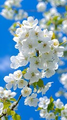 Obraz premium Spring background