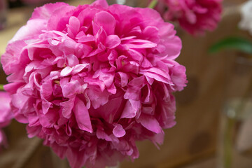 beautiful pink purple peony Bill Krekler flower. Closeup. Blurred background