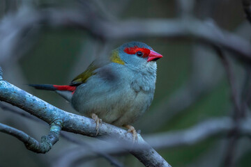 Red-browed Finch (Neochmia temporalis)in a tree, Narooma, NSW, July 2024
