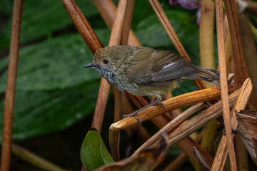Striated Thornbill (Acanthiza lineata), Narooma, NSW, June 2024