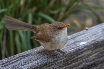 Superb fairy-wren (Malurus cyaneus) female, Narooma, NSW, March 2024