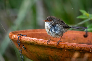 Superb fairy-wren (Malurus cyaneus) female, Narooma, NSW, June 2024