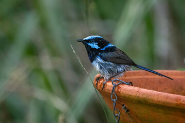 Superb fairy-wren (Malurus cyaneus) male, Narooma, NSW, June 2024