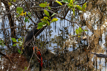 branch over the water
