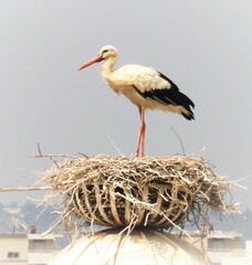 white stork in the nest