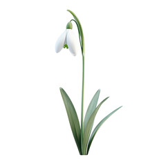 Fototapeta premium A delicate snowdrop flower with pure white petals, symbolizing hope and the arrival of spring in a serene garden setting.