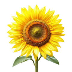 Fototapeta premium Vibrant sunflower bloom with bright yellow petals, showcasing nature's beauty and vitality, perfect for gardening or summer themes.