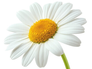 A beautiful white daisy flower with a vibrant yellow center, symbolizing purity and freshness in nature.