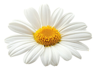 Naklejka premium A beautiful daisy flower showcasing vibrant white petals and a bright yellow center, perfect for nature-themed designs.