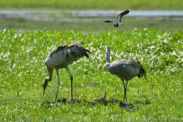 Kraniche mit Nachwuchs