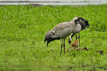 Kraniche mit Nachwuchs