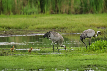 Kraniche mit Nachwuchs