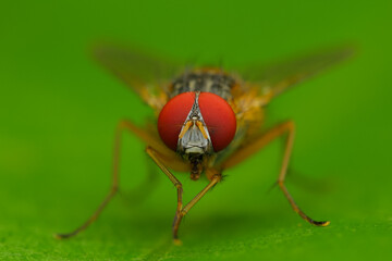 Naklejka premium fly on leaf