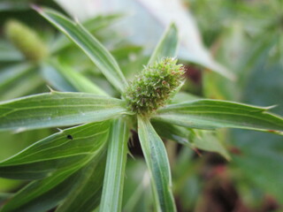 close up green wild flower